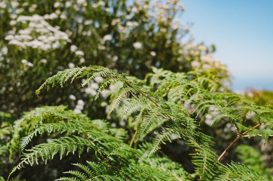 0 Bedroom Property for Sale in Pezula Private Estate Western Cape